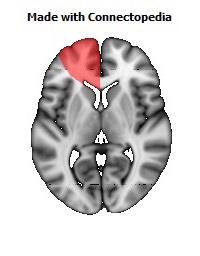 Artery_Anterior_Cerebral_L102