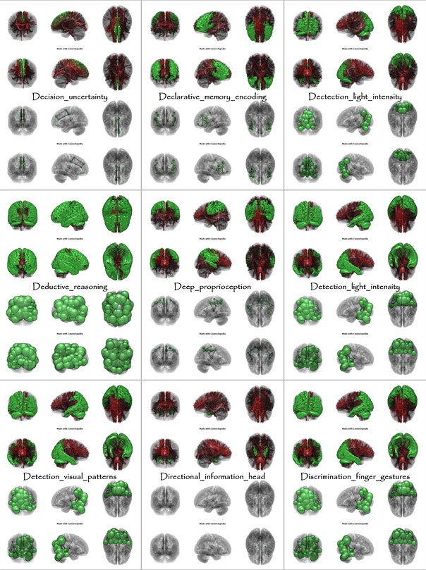 Brain Functions from Decision_uncertainty to Discrimination_finger_gestures