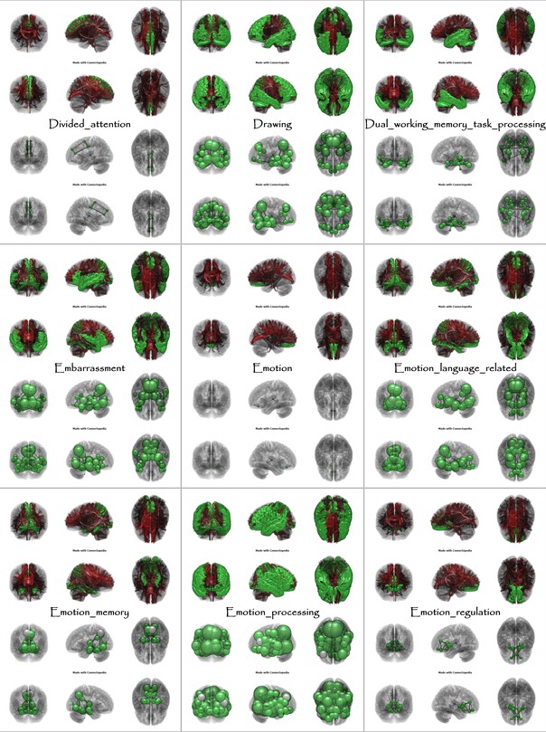 Brain Functions from Divided_attention to Emotion_regulation
