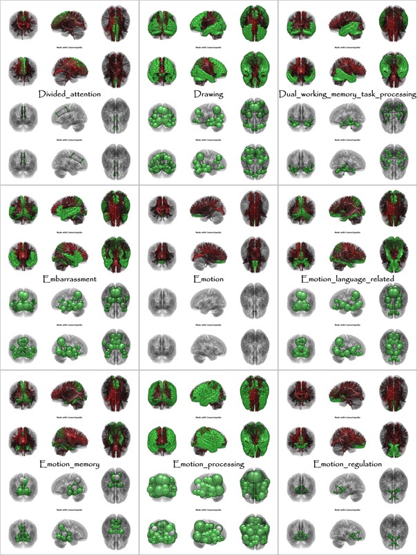 Brain Functions from Divided_attention to Emotion_regulation