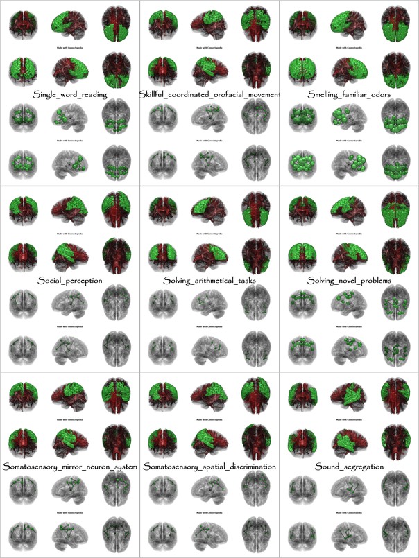 Brain Functions from Single_word_reading to Sound_segregation