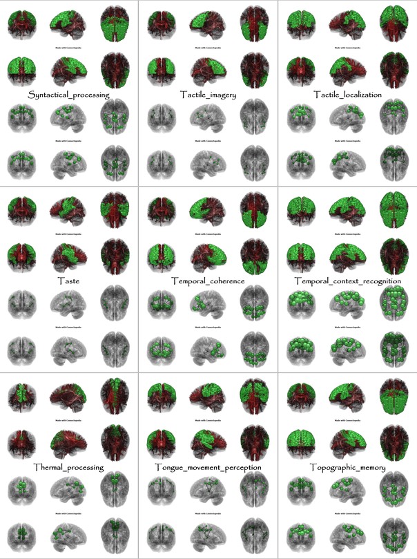 Brain Functions from Syntactical_processing to Topographic_memory