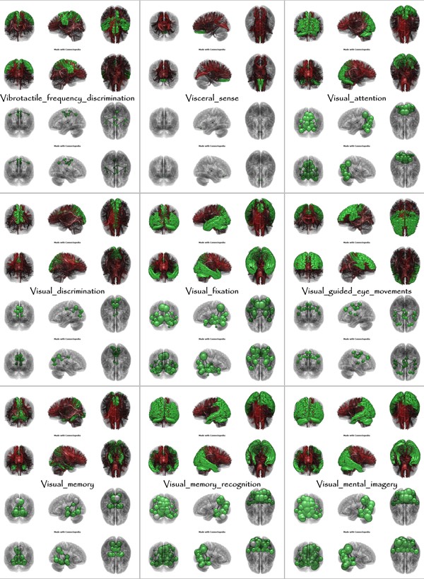 Brain Functions from Vibrotactile_frequency_discrimination to Visual_mental_imagery