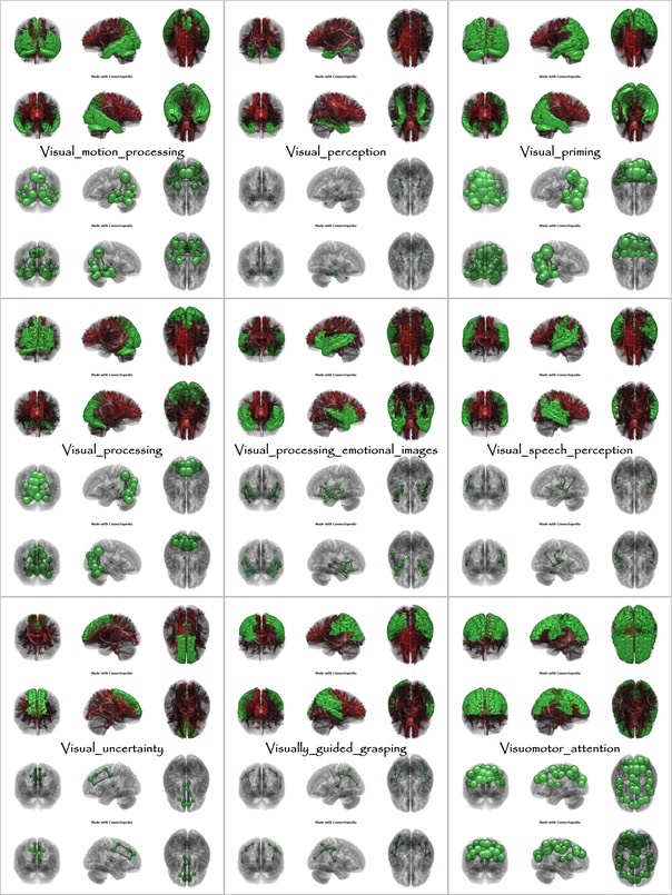 Brain Functions from Visual_motion_processing to Visuomotor_attention