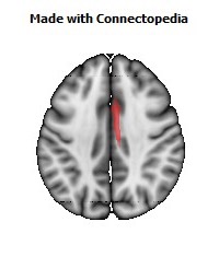 Cingulum_(cingulate_gyrus)_R070