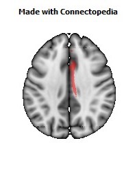 Cingulum_(cingulate_gyrus)_R072