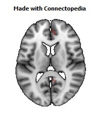 Cingulum_(cingulate_gyrus)_R096