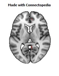 Cingulum_(cingulate_gyrus)_R100