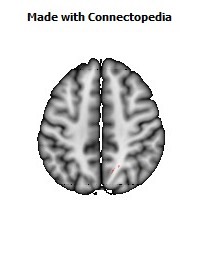 Cingulum_(hippocampus)_R060