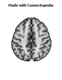 Cingulum_(hippocampus)_R062