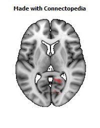 Cingulum_(hippocampus)_R100