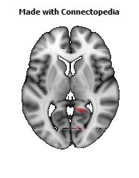 Cingulum_(hippocampus)_R102