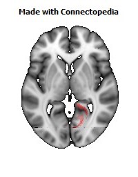 Cingulum_(hippocampus)_R106