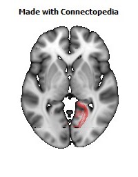 Cingulum_(hippocampus)_R108