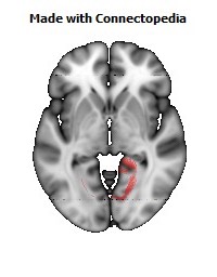 Cingulum_(hippocampus)_R110