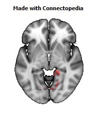 Cingulum_(hippocampus)_R112