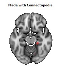 Cingulum_(hippocampus)_R122