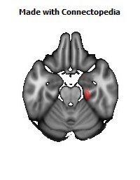 Cingulum_(hippocampus)_R130