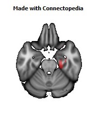 Cingulum_(hippocampus)_R132