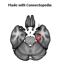 Cingulum_(hippocampus)_R134