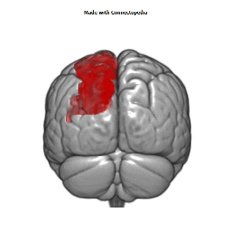 Anterior Cerebral Artery Cortical Extent