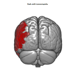 Middle Cerebral Artery Cortical Extent
