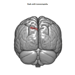 Parieto-Occipital Artery Cortical Extent