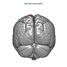 Posterior Fronto-Medial Artery Cortical Extent