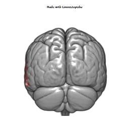 Posterior Temporal Artery Cortical Extent
