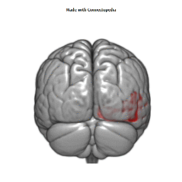 Inferior Cerebral Vein Cortical Extent
