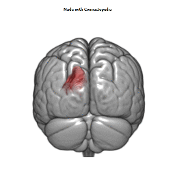 Internal Occipital Vein Cortical Extent