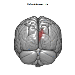Occipital Sinus Cortical Extent