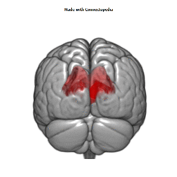 Straight Sinus Cortical Extent