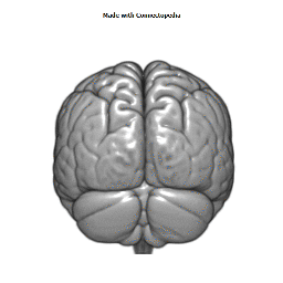 Superior Ophtalmic Vein Cortical Extent