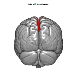 Superior Sagittal Sinus Cortical Extent