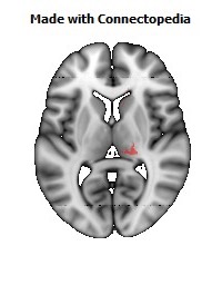 Corticospinal_tract_R100