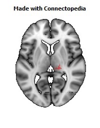 Corticospinal_tract_R102