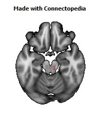 Corticospinal_tract_R126