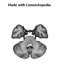 Corticospinal_tract_R142