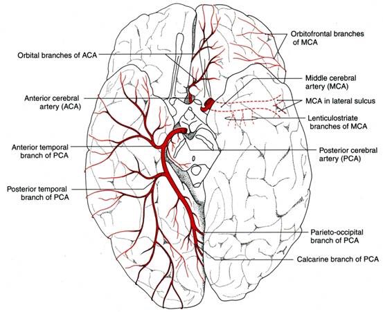 Brain Arteries