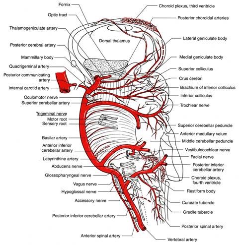 Pons Arteries