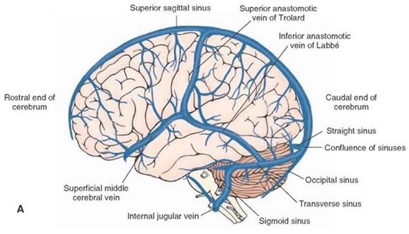 Brain Veins
