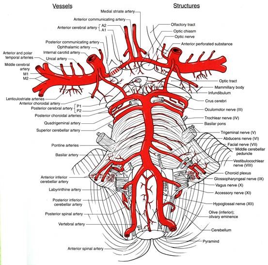 Brain Arteries