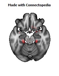 Limbic_System126