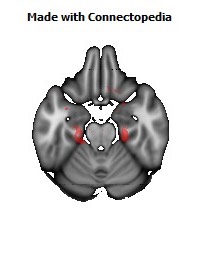 Limbic_System130