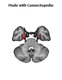 Limbic_System142