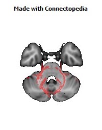 Middle_cerebellar_peduncle142