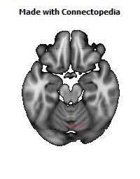 Middle_cerebellar_peduncle126