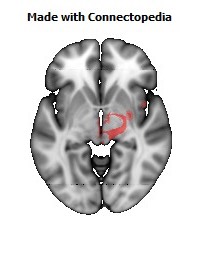 Posterior_corona_radiata_R112