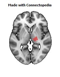 Posterior_limb_of_internal_capsule_R106